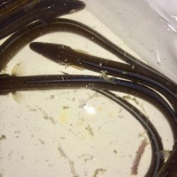 アナゴ  たくさん釣れました〜