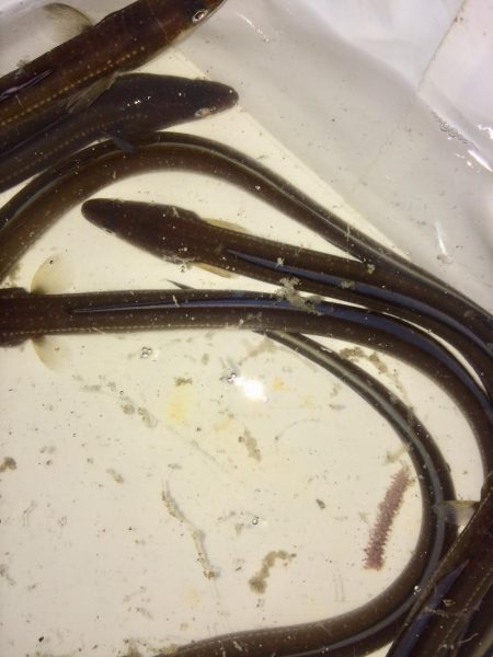 アナゴ  たくさん釣れました〜