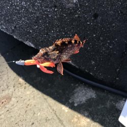 トップウォーター最高！