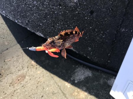 トップウォーター最高！