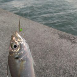 小あじの季節ですね