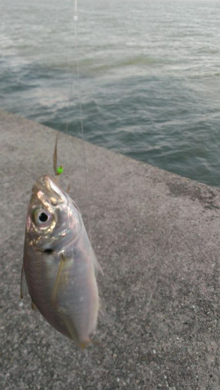 小あじの季節ですね