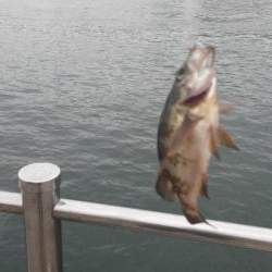 アジュール舞子で豆アジ!大サバ!