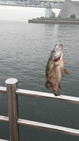 アジュール舞子で豆アジ!大サバ!