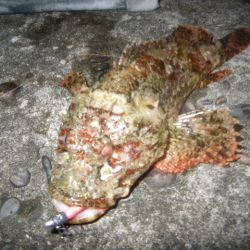 オオモンハタ遠征