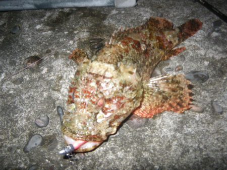 オオモンハタ遠征