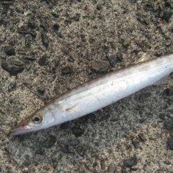 大鯛　ショアジグ