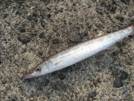 大鯛　ショアジグ