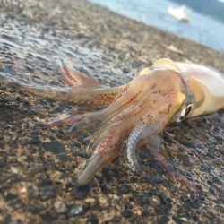新鮮なイカが食べたい!!