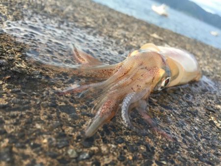 新鮮なイカが食べたい!!