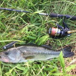 久しぶりのトップ