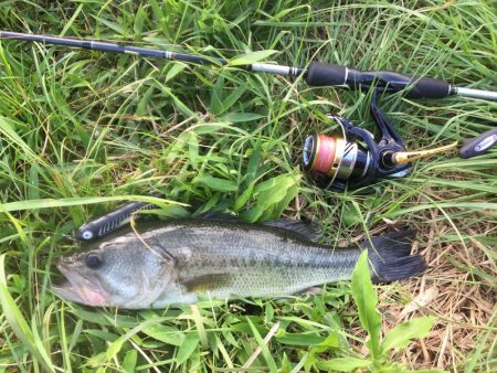 久しぶりのトップ