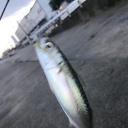 アジ狙いで！