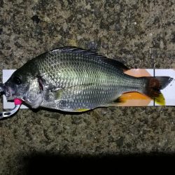 雨天後の南港カモメ大橋釣行 (ギリギリのチヌ釣果小キビレ、ガシラ釣果