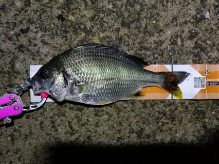 雨天後の南港カモメ大橋釣行 （ギリギリのチ…