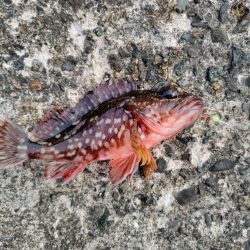 初めてのアオイソメ