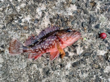 初めてのアオイソメ