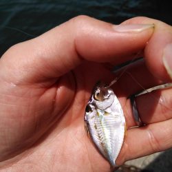 奥様のちょい投げ