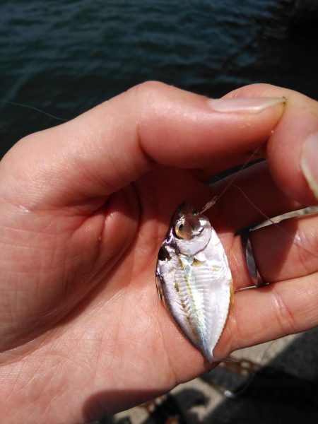 奥様のちょい投げ