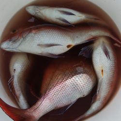 第二美丸　マダイ完全ふかせ