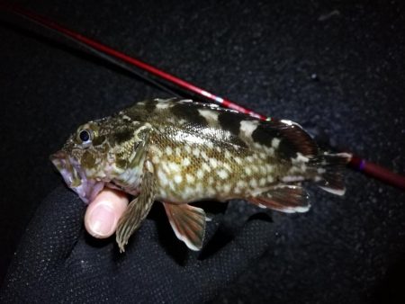 梅雨の南港フェリーヘチ釣り （なんとか小キビレ＆小ガシラ釣果のみ）