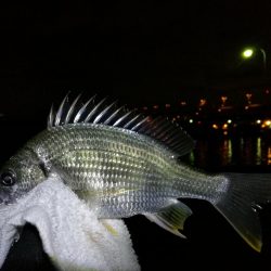 雨降り前に南港フェリーヘチ釣り (いつも通り小キビレ&小ガシラ釣果のみ)