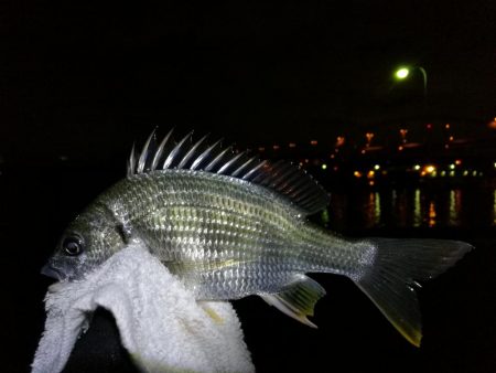 雨降り前に南港フェリーヘチ釣り (いつも通り小キビレ&小ガシラ釣果のみ)