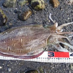 ヒラメ36センチ、イカ