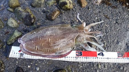 ヒラメ36センチ、イカ