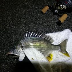 大雨後の南港カモメ大橋釣行 (真チヌ釣果48cm、小メジナ、小キビレ、ガシラ釣果)