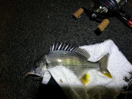 大雨後の南港カモメ大橋釣行 (真チヌ釣果48cm、小メジナ、小キビレ、ガシラ釣果)