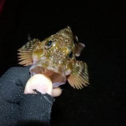 雨天後の南港フェリーヘチ釣り （小キビレ、小ガシラ、小シーバス釣果有り）