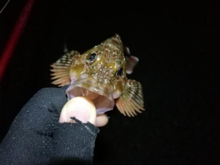 雨天後の南港フェリーヘチ釣り （小キビレ、小ガシラ、小シーバス釣果有り）