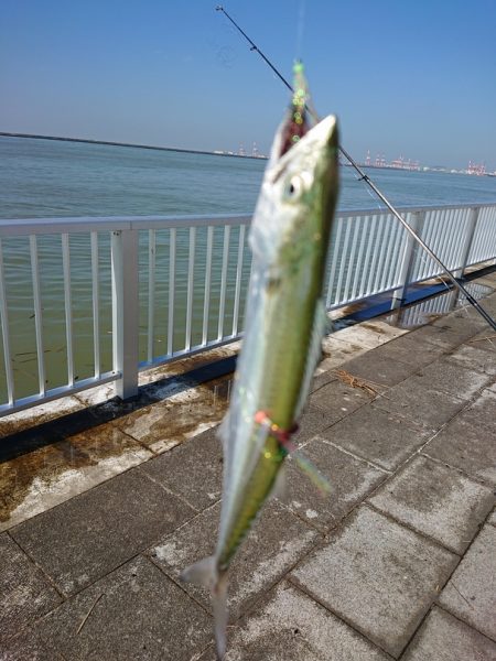 はじめて～の～チヌ♪