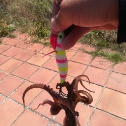 タコ　タコ　タコ