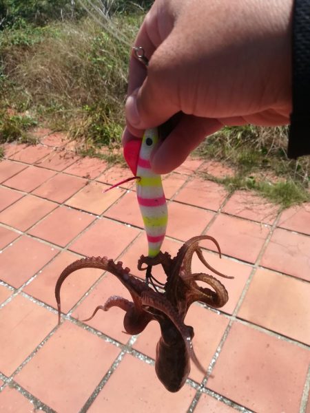 タコ　タコ　タコ