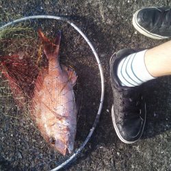 落とし込みで良サイズのマダイ2匹！