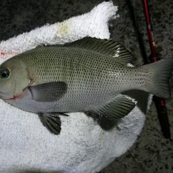 南港カモメ大橋釣行 (キビレ34cm、小メジナ釣果)