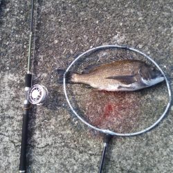 2日連続　ヘチ釣りで真鯛と47ｃｍチヌ