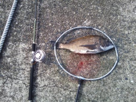 2日連続　ヘチ釣りで真鯛と47ｃｍチヌ