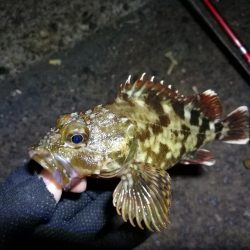 南港カモメ大橋釣行 （小キビレ、小メジナ、ガシラ釣果）