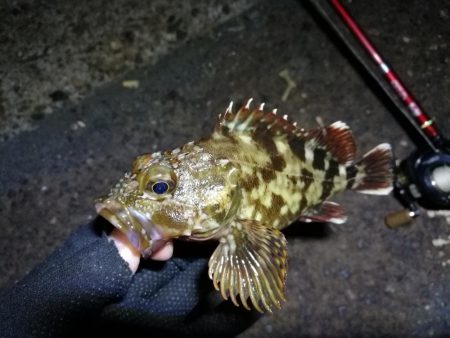 南港カモメ大橋釣行 （小キビレ、小メジナ、ガシラ釣果）