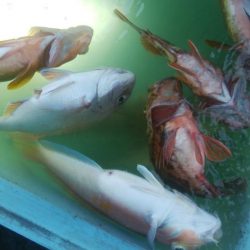 第二美丸　五目釣り