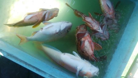 第二美丸　五目釣り