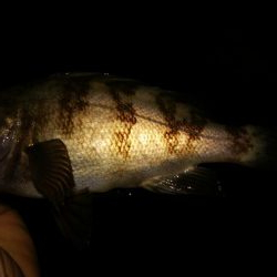 タチウオまだ　メバリング終了