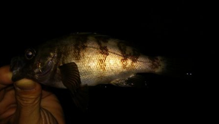 タチウオまだ　メバリング終了