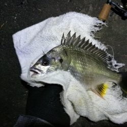 南港フェリーヘチ釣り (小キビレ、小シーバス釣果のみ)