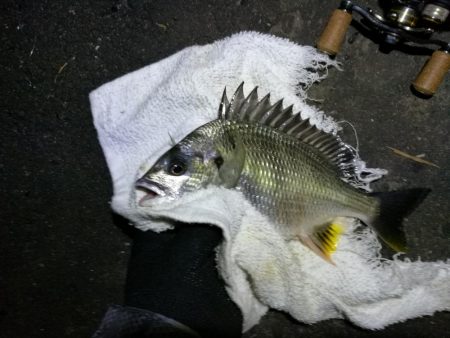 南港フェリーヘチ釣り (小キビレ、小シーバス釣果のみ)