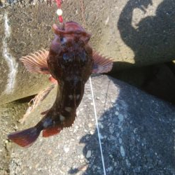 キスが釣れましたー