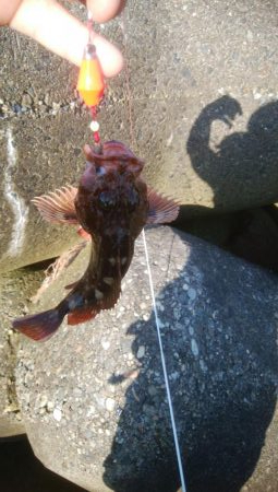 キスが釣れましたー